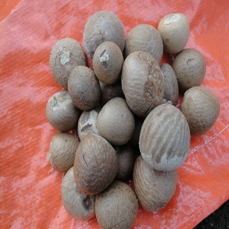 Betel Nuts - Image 2