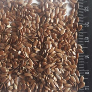Flax Seeds