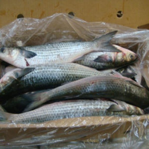 Frozen Grey Mullet