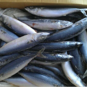 Frozen Mackerel
