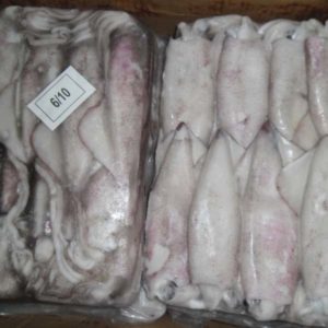 Frozen Squid