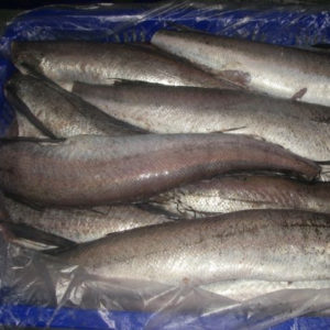 Frozen Hake Fish