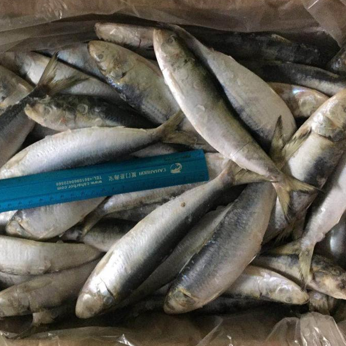 Frozen Sardine