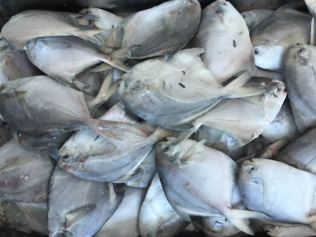 Frozen Pomfret Fish - Image 2