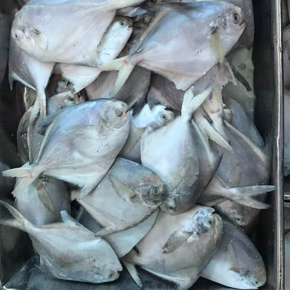 Frozen Pomfret Fish