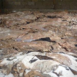 Wet Salted Cow / Donkey Hides