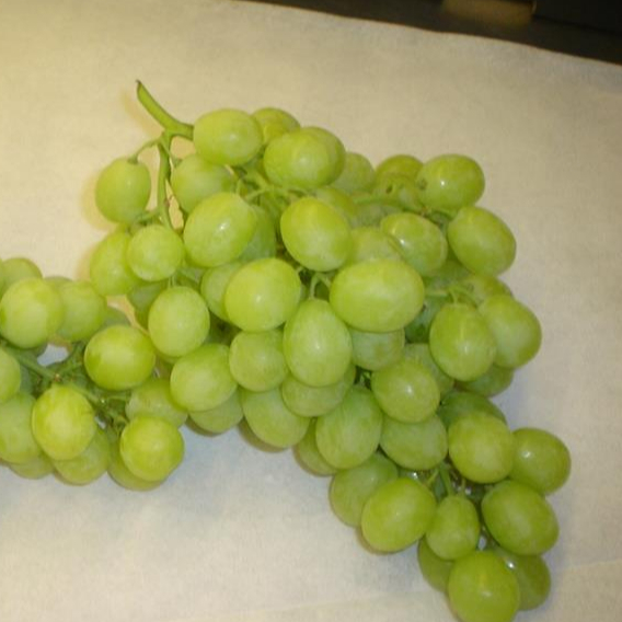 Fresh Grapes