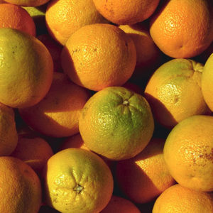 Fresh Oranges