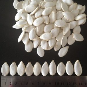 Pumpkin Seed