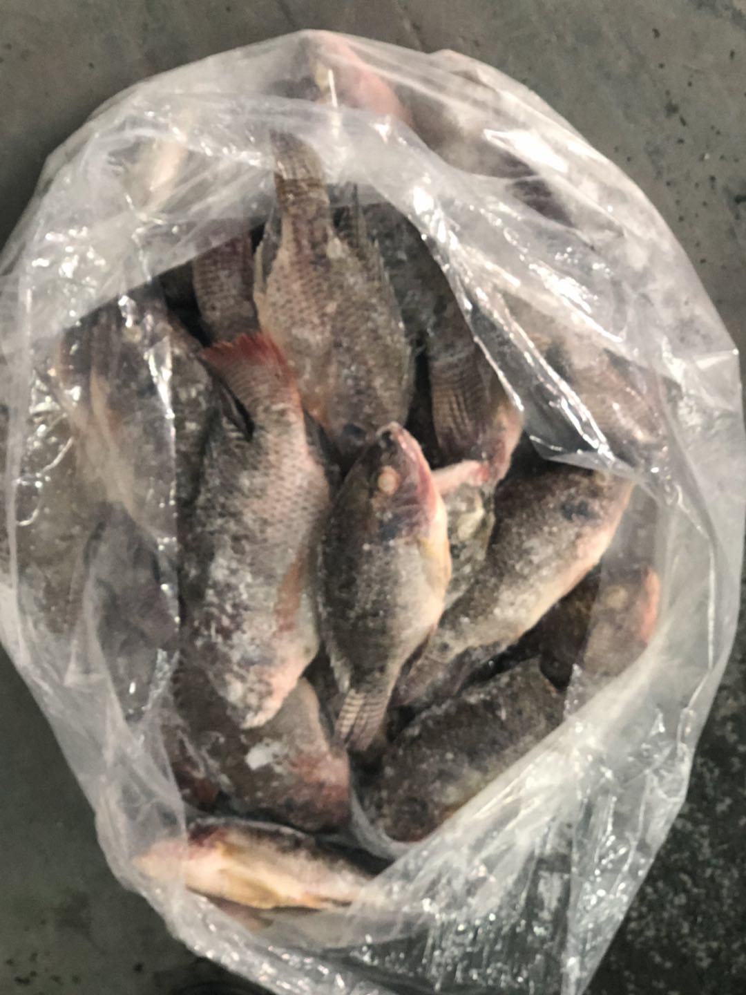 Frozen Tilapia Fish - Image 3
