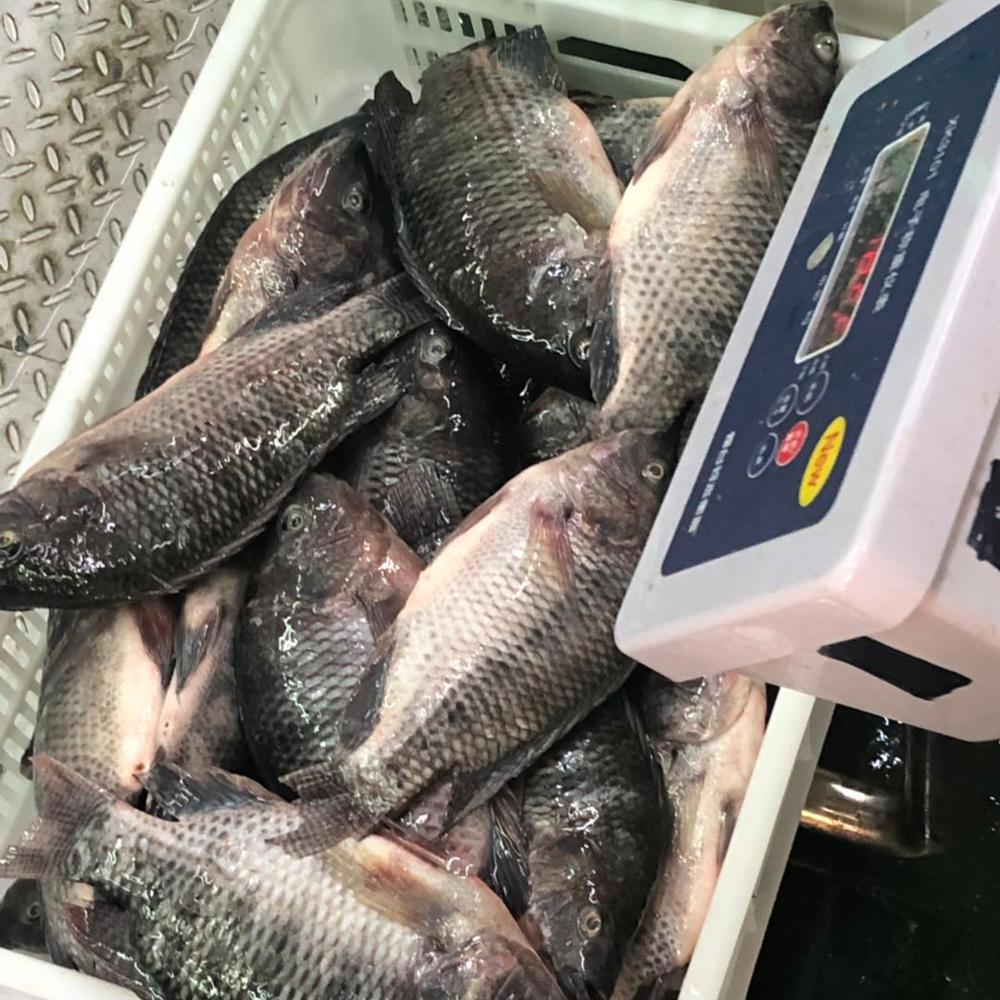 Frozen Tilapia Fish