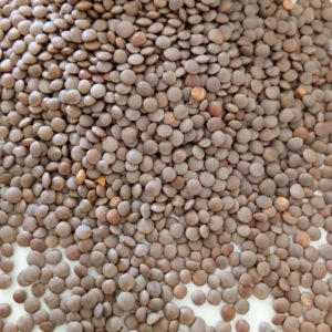 Lentils