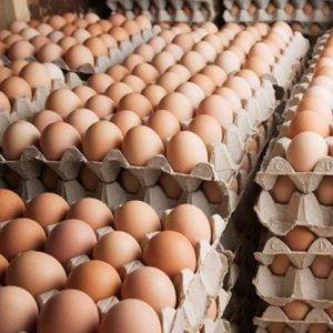 Fresh Table Eggs