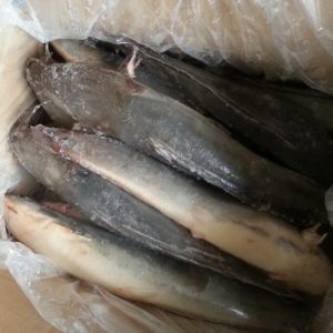 Frozen Catfish