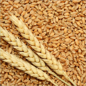 Wheat Grain