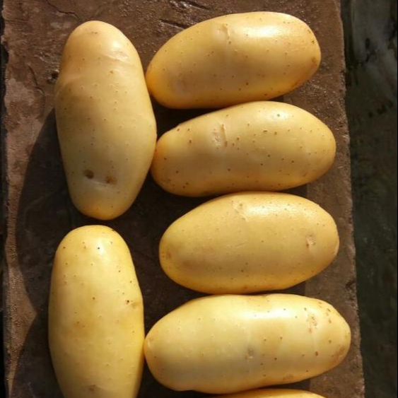 Fresh Potatoes