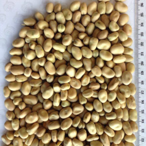 Fava Beans